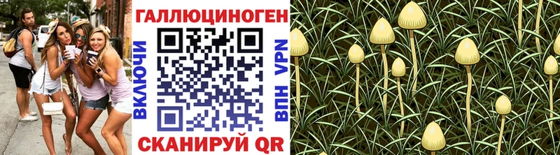 дарнет шоп  Курганинск  Псилоцибиновые грибы ЛСД 