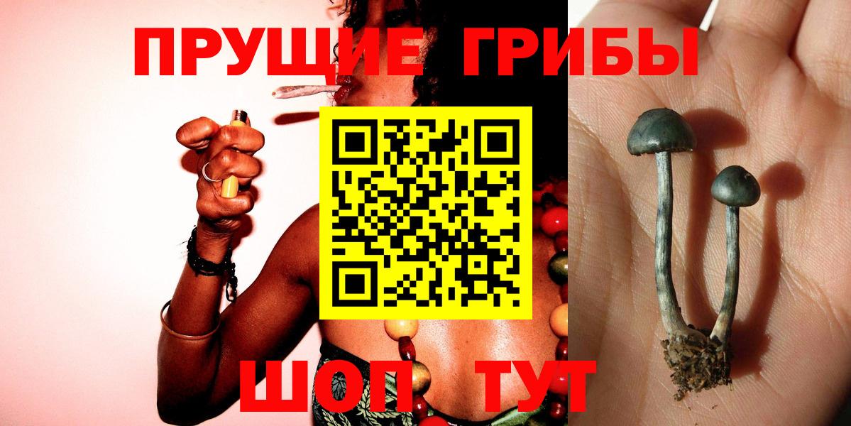 Псилоцибиновые грибы Psilocybine cubensis Курганинск